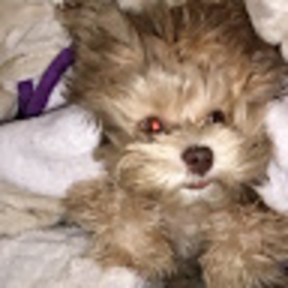 Meet your Posher, Cristal